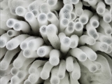 Die Sporen von Ceratiomyxa fruticulosa stehen auf Stielchen und  bilden einen pelzartigen Belag auf dem Fruchtkörper.